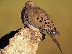 Mourning Dove